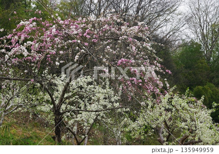 春の長野県南信州は、桜の名所が数多くあり、また野辺には名もない桜もあちこちに咲いています。 春の長野県南信州は、桜の名所が数多くあり、また野辺には名もない桜もあちこちに咲いています。 135949959