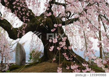 春の長野県南信州は、桜の名所が数多くあり、また野辺には名もない桜もあちこちに咲いています。 春の長野県南信州は、桜の名所が数多くあり、また野辺には名もない桜もあちこちに咲いています。 135949966