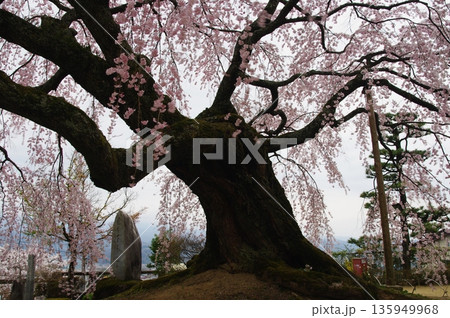 春の長野県南信州は、桜の名所が数多くあり、また野辺には名もない桜もあちこちに咲いています。 135949968
