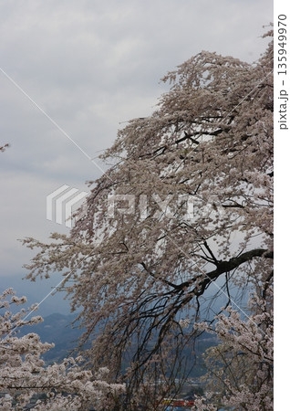 春の長野県南信州は、桜の名所が数多くあり、また野辺には名もない桜もあちこちに咲いています。 135949970