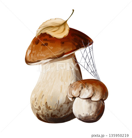 Wild mushrooms in cobwebs and with autumn leaves. Aspen mushroom and porcini mushroom. Wild plants. Botanical watercolor illustration. Hand-drawn. High quality illustration Wild mushrooms in cobwebs and with autumn leaves. Aspen mushroom and porcini mushroom. Wild plants. Botanical watercolor illustration. Hand-drawn. High quality illustration 135950219