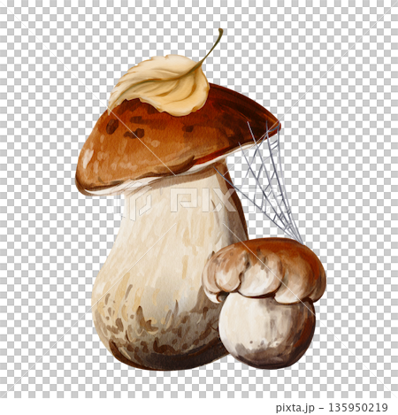 Wild mushrooms in cobwebs and with autumn leaves. Aspen mushroom and porcini mushroom. Wild plants. Botanical watercolor illustration. Hand-drawn. High quality illustration Wild mushrooms in cobwebs and with autumn leaves. Aspen mushroom and porcini mushroom. Wild plants. Botanical watercolor illustration. Hand-drawn. High quality illustration 135950219
