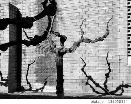Pruned tree with twisting branches casts stark shadows on brick wall in monochrome urban scene 135950554