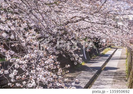 中野区の桜／江古田の森公園 135950692