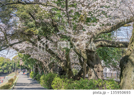 中野区の桜/江古田の森公園 中野区の桜/江古田の森公園 135950693