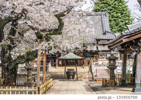 中野区の桜/新井薬師 梅照院 中野区の桜/新井薬師 梅照院 135950700