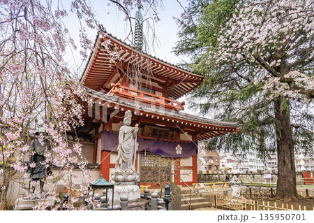 中野区の桜/新井薬師 梅照院 中野区の桜/新井薬師 梅照院 135950701