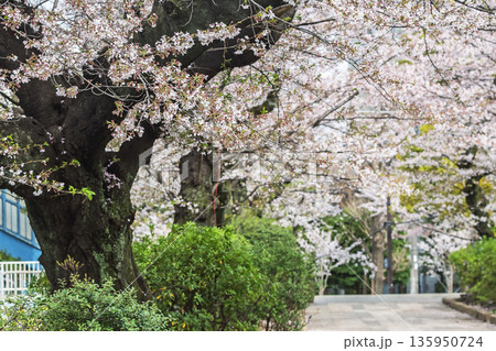 中野区の桜/新井薬師公園 中野区の桜/新井薬師公園 135950724