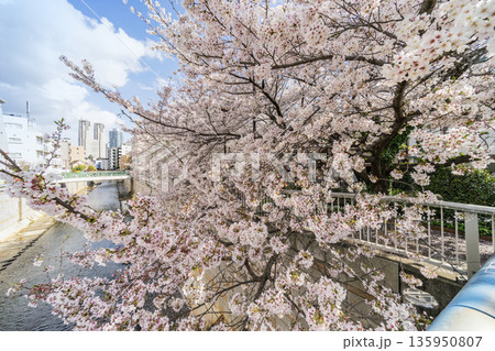 中野区の桜/神田川沿い(中ノ橋) 中野区の桜/神田川沿い(中ノ橋) 135950807