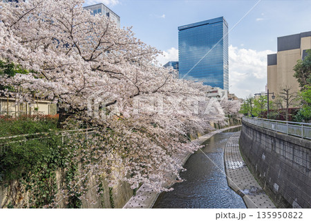 中野区の桜/神田川沿い(伏見橋) 中野区の桜/神田川沿い(伏見橋) 135950822