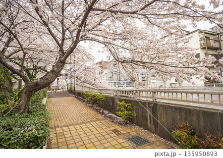 中野区の桜／神田川沿い 135950893