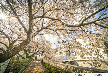 中野区の桜/神田川沿い 中野区の桜/神田川沿い 135950896