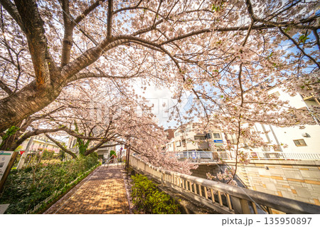 中野区の桜/神田川沿い 中野区の桜/神田川沿い 135950897