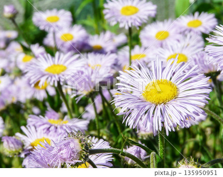 Purple Erigeron pulchellus daisy Asteraceae family flowers blooming in garden on sunny summer day. 135950951