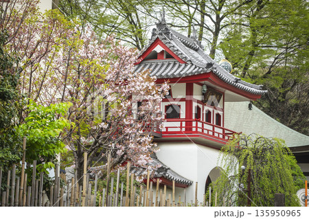 中野区の桜/成願寺 中野区の桜/成願寺 135950965