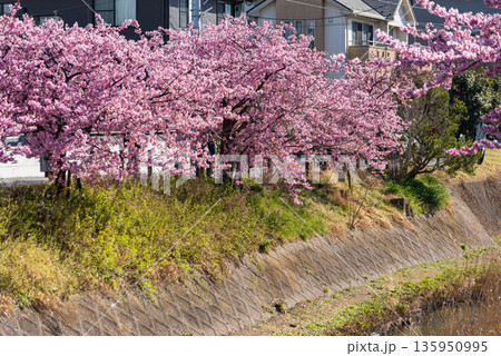 松戸市 坂川沿いに咲く河津桜 松戸市 坂川沿いに咲く河津桜 135950995
