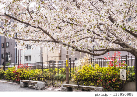 中野区の桜／中野新橋 135950999