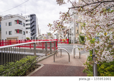 中野区の桜／中野新橋 135951001
