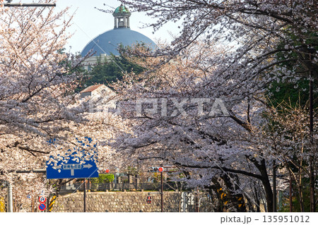 中野区の桜／中野通り 135951012