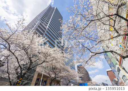 中野区の桜／中野通り 135951013