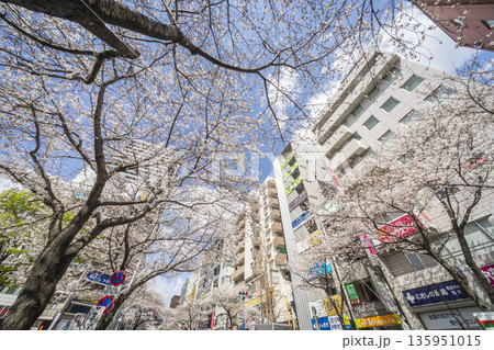 中野区の桜／中野通り 135951015