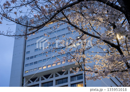 中野区の桜/中野通り 中野区の桜/中野通り 135951018