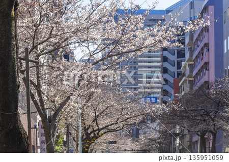 中野区の桜/中野通り 中野区の桜/中野通り 135951059