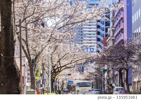中野区の桜/中野通り 中野区の桜/中野通り 135951061