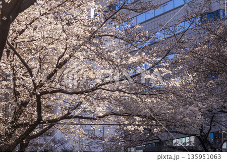 中野区の桜/中野通り 中野区の桜/中野通り 135951063