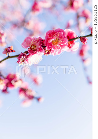 梅の花　春 135951125