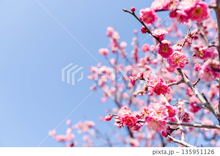 梅の花 春 梅の花 春 135951126