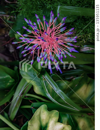 Beautiful flowers of portea petropolitana full bloom grown in a botanic garden. Beautiful flowers of portea petropolitana full bloom grown in a botanic garden. 135951135