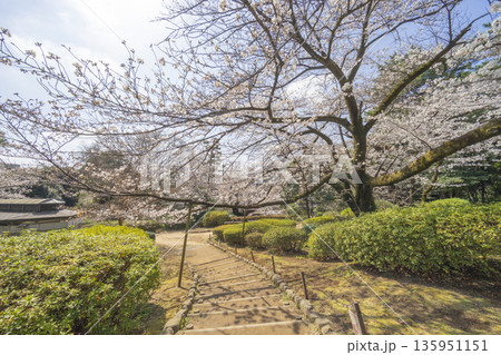 中野区の桜/哲学堂公園 中野区の桜/哲学堂公園 135951151