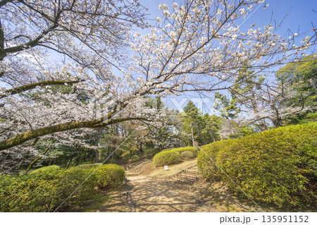 中野区の桜/哲学堂公園 中野区の桜/哲学堂公園 135951152