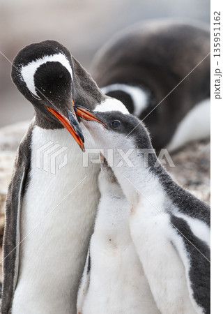 Gentoo Penguin on the beach,feeding his chick, Port Lockroy , Goudier Island, Antartica Gentoo Penguin on the beach,feeding his chick, Port Lockroy , Goudier Island, Antartica 135951162