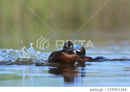 Lake Duck in Pampas Lagoon environment, La Pampa Province, Patagonia , Argentina. 135951164