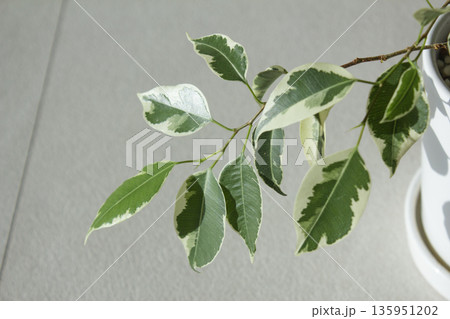 Close-up of patterned benjamin leaves. 135951202