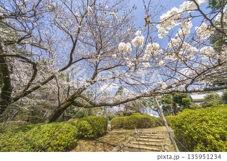 中野区の桜／哲学堂公園 135951234