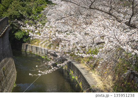 中野区の桜/哲学堂公園 中野区の桜/哲学堂公園 135951238