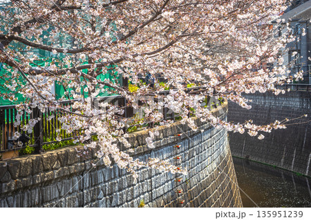 中野区の桜／哲学堂公園 135951239