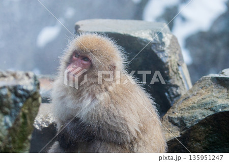 スノーモンキー～地獄谷野猿公苑～(山ノ内町-長野県) 135951247