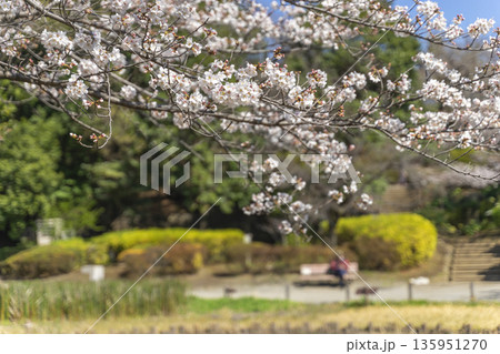 中野区の桜／哲学堂公園 135951270