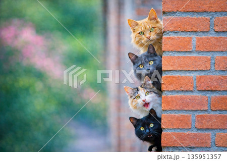 Curious cats peeking behind brick wall for veterinary clinic and pet supplies advertising concept Curious cats peeking behind brick wall for veterinary clinic and pet supplies advertising concept 135951357