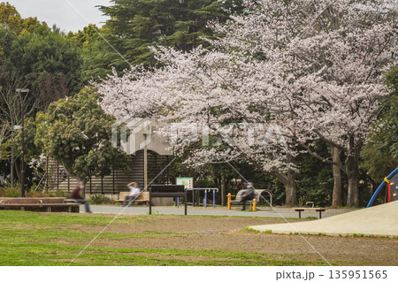 中野区の桜／平和の森公園 135951565
