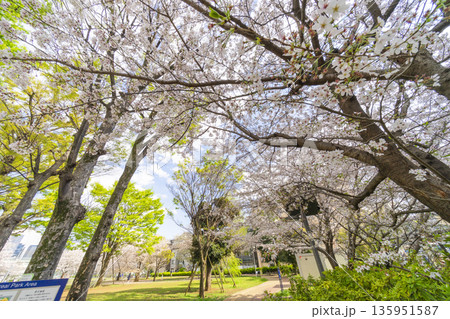 中野区の桜/本五ふれあい公園 中野区の桜/本五ふれあい公園 135951587
