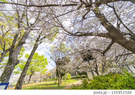 中野区の桜/本五ふれあい公園 中野区の桜/本五ふれあい公園 135951588