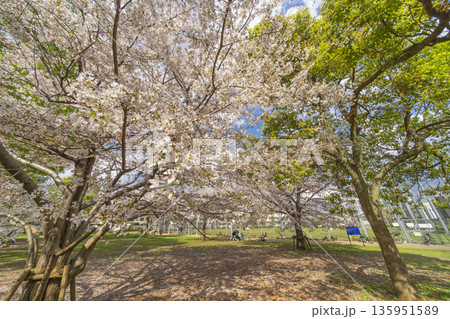 中野区の桜/本五ふれあい公園 中野区の桜/本五ふれあい公園 135951589