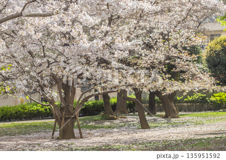 中野区の桜/本五ふれあい公園 中野区の桜/本五ふれあい公園 135951592