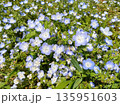 春に咲く青い花、ネモフィラ 135951603
