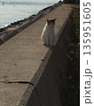 防波堤でたたずむ野良猫 135951605